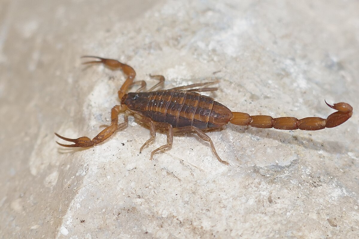 Scorpion Image